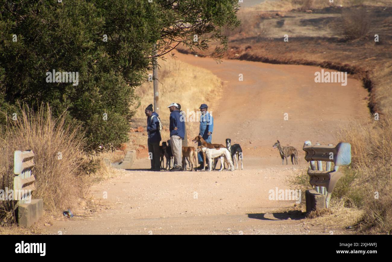 Johannesburg, Sud Africa - uomini non identificati che usano cani per la caccia illegale di selvaggina e uccelli piccoli in proprietà private a sud della città Foto Stock