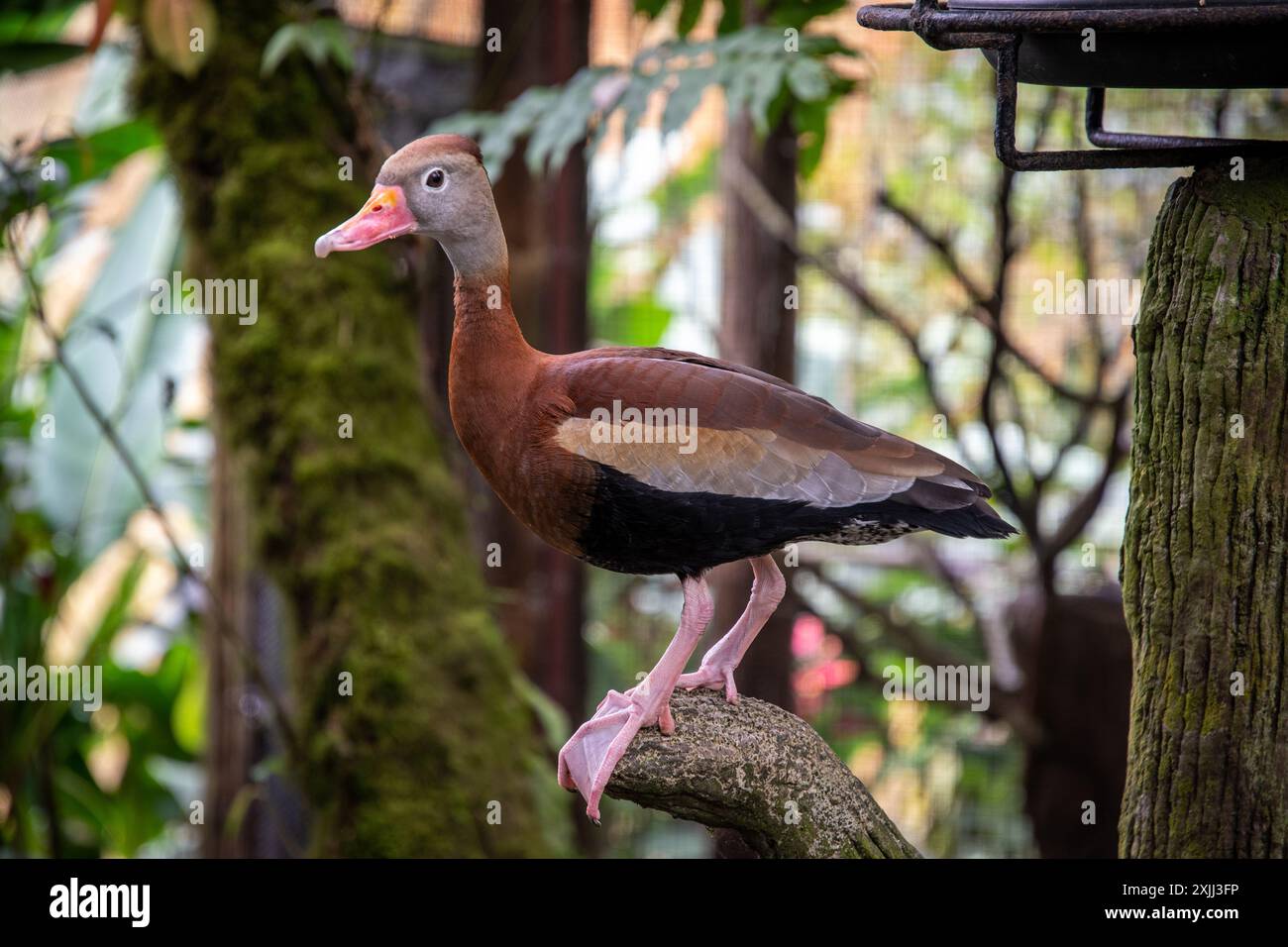 Un approccio non convenzionale: Un'anatra siede elegantemente su un ramo di albero, rompendo le regole generalmente accettate. Foto Stock