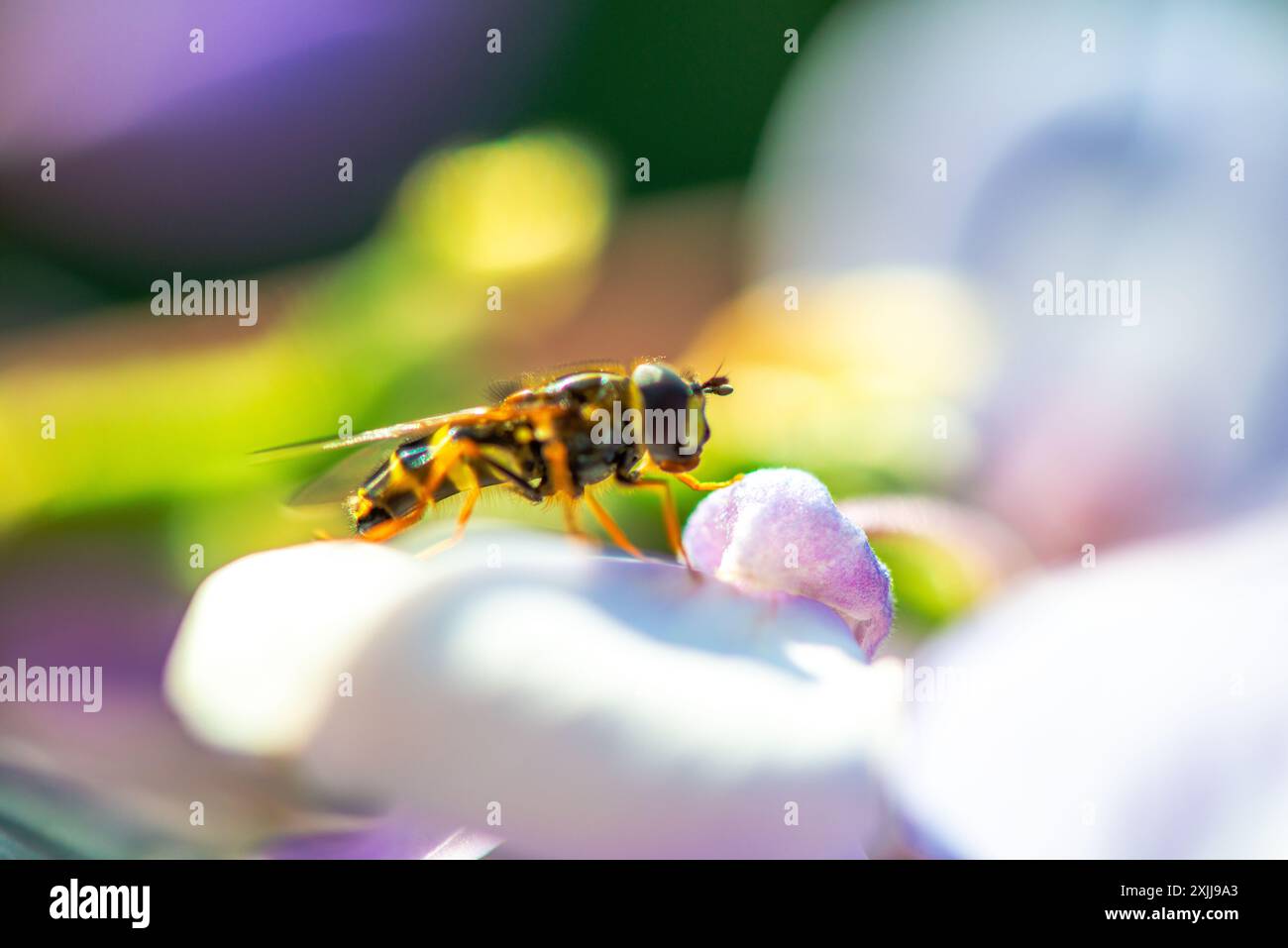 Una foto macro molto ravvicinata che cattura un hoverfly arroccato su un vivace petalo Wisteria sinensis durante il sole, mostrando dettagli intricati. Foto Stock