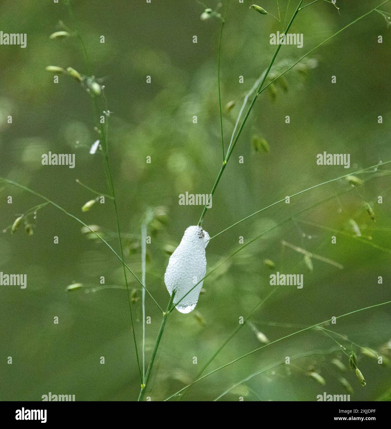 Cuckoo Spit è una schiuma escreta dalla ninfa di un Froghopper, chiamata Spittle Bug. Bevono linfa da un impianto e l'acqua in eccesso viene spurgata come schiuma Foto Stock