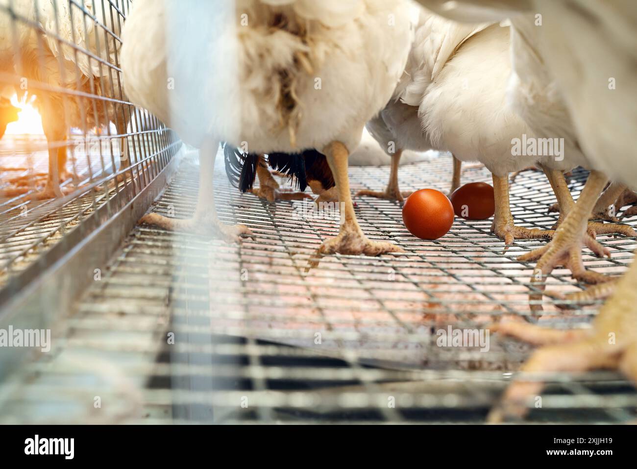 Uovo di gallina su una griglia in gabbia con polli. Layer farm. Foto Stock