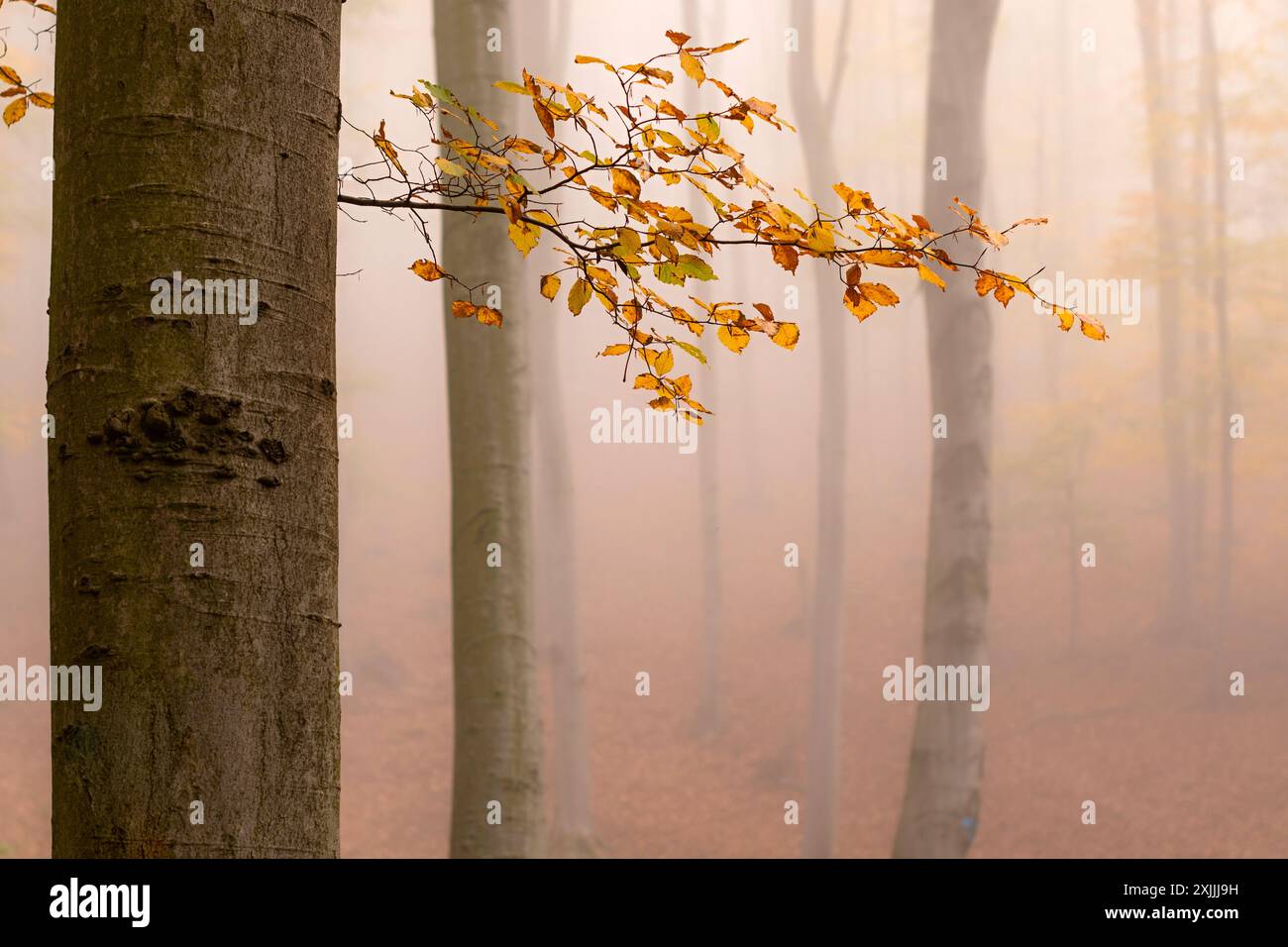 Sfumature dorate di foglie di faggio nella foresta nebbiosa autunnale, atmosfera mistica nei piccoli Carpazi, tavolozza di colori autunnali Foto Stock
