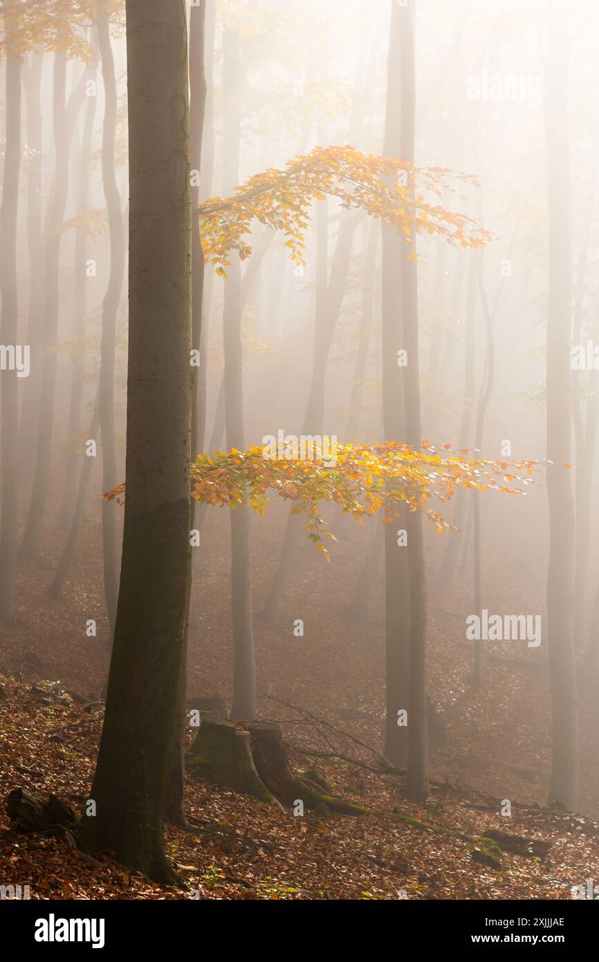 Sfumature dorate di foglie di faggio nella foresta nebbiosa autunnale nell'atmosfera autunnale dei piccoli Carpazi, tavolozza di colori autunnali Foto Stock