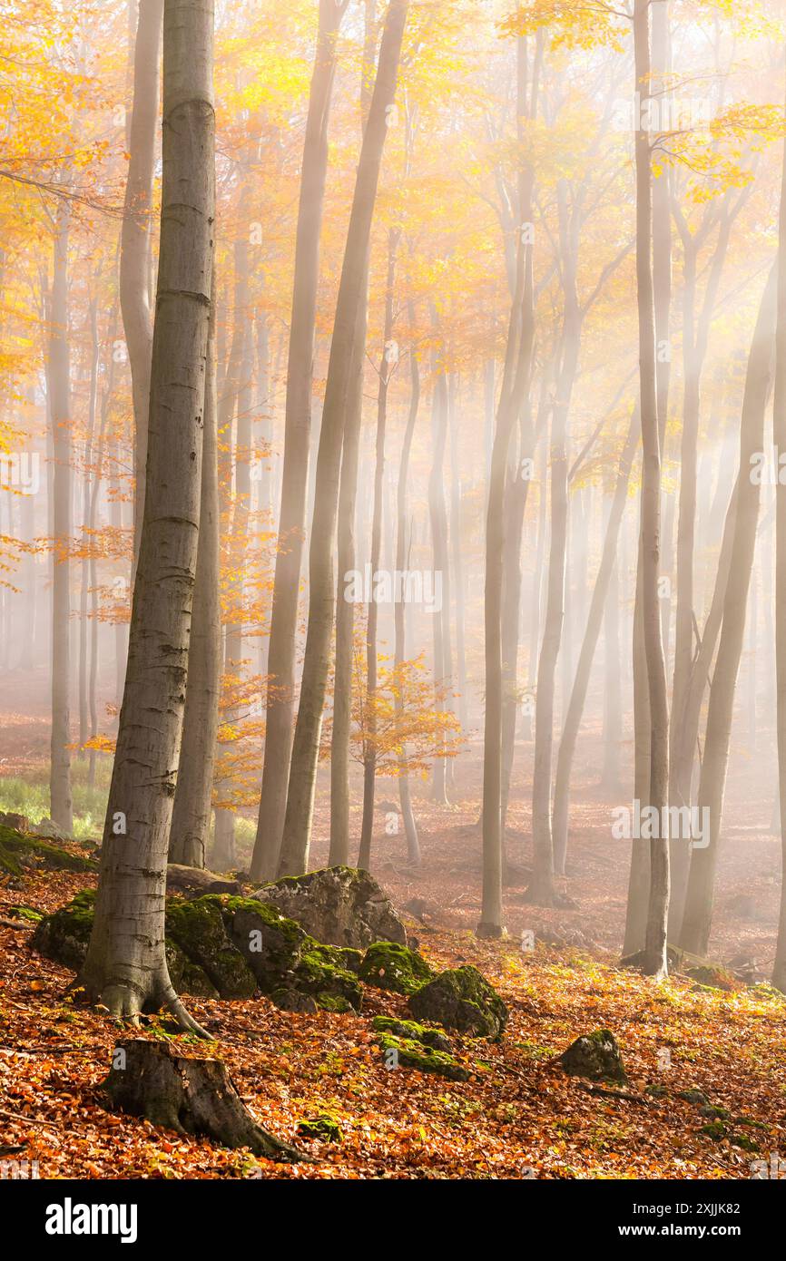Giornata lunare con i raggi del sole nella foresta autunnale dei piccoli Carpazi, tavolozza di colori autunnali, sfumature arancioni e dorate di foglie di faggio Foto Stock