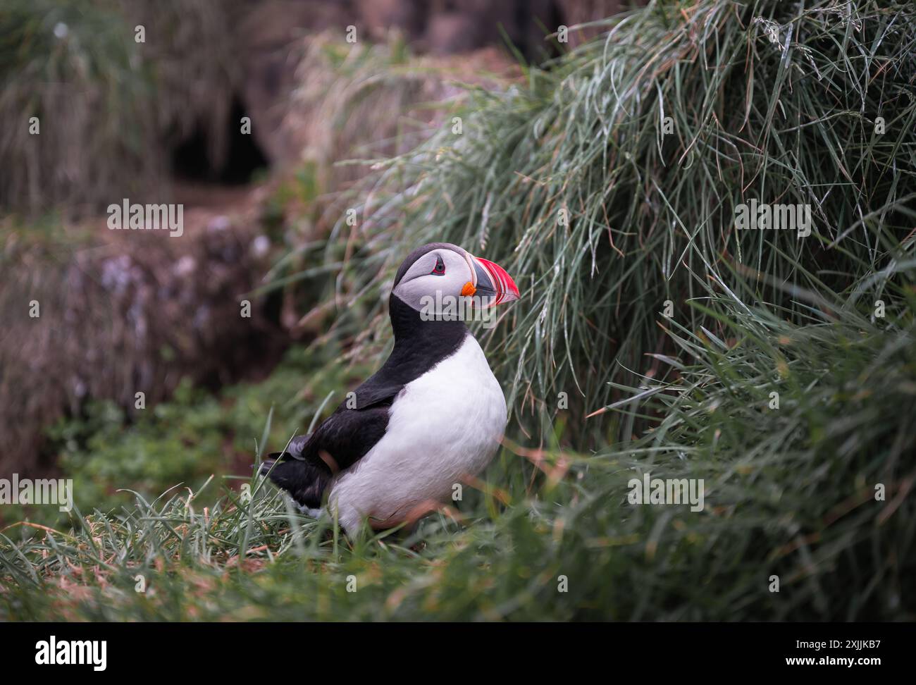 Puffin dell'Atlantico settentrionale in Islanda Foto Stock