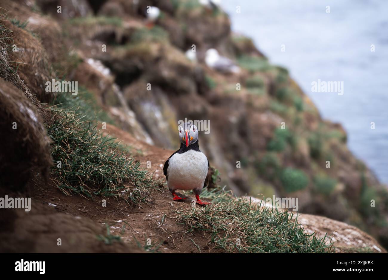 Puffin dell'Atlantico settentrionale in Islanda Foto Stock