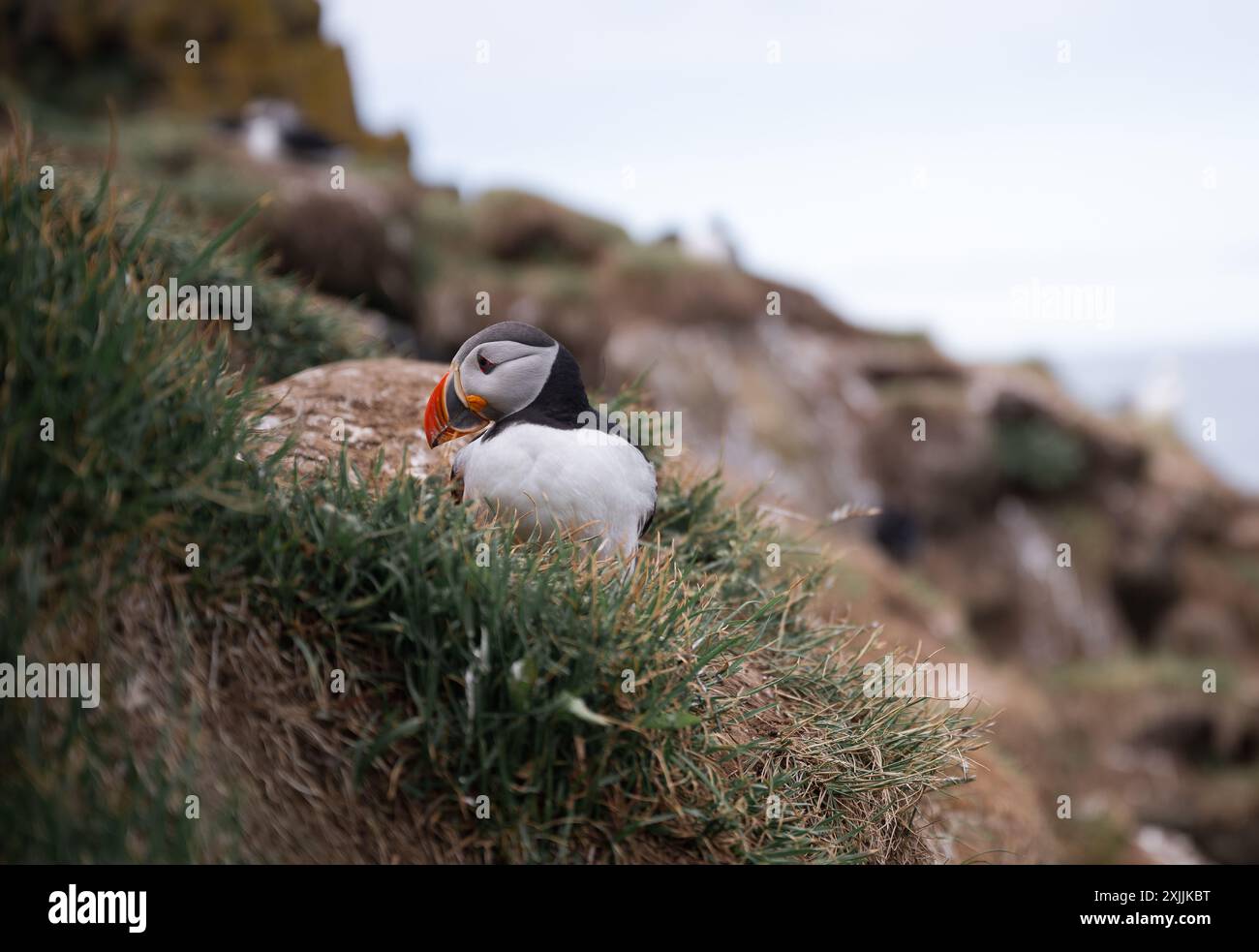 Puffin dell'Atlantico settentrionale in Islanda Foto Stock