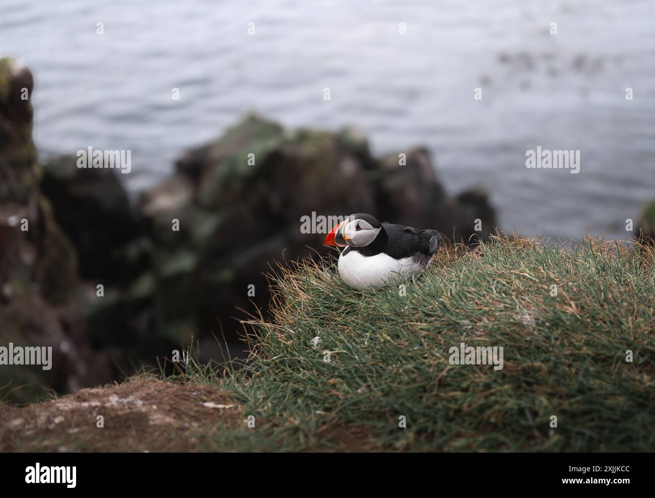 Puffin dell'Atlantico settentrionale in Islanda Foto Stock