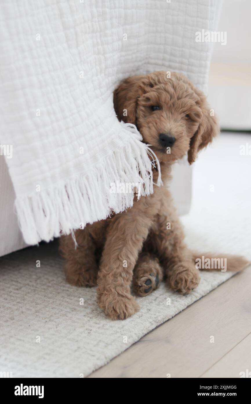 Maliziosa coperta di pattumiera Golden Doodle Puppy Foto Stock