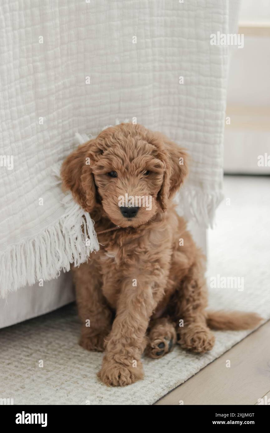 Golden Doodle Puppy seduto su Rug Foto Stock