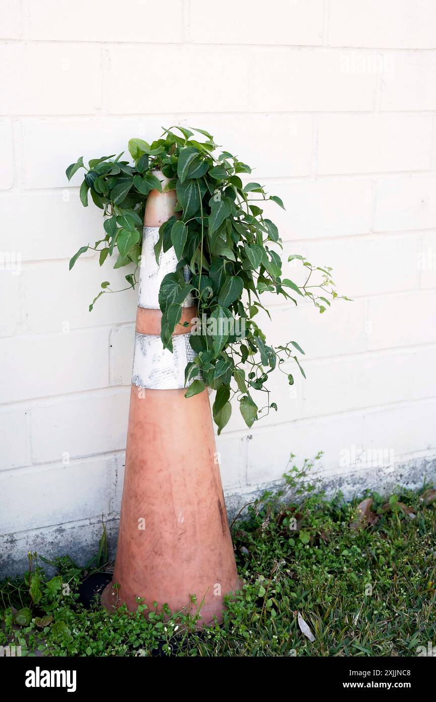 Cono stradale riutilizzato come supporto per impianti contro una parete di mattoni bianchi Foto Stock