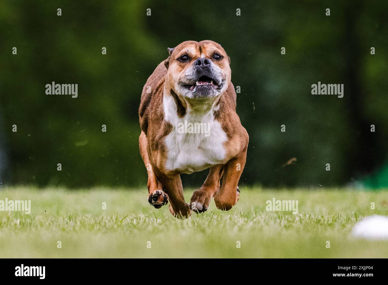 Staffordshire Bull Terrier Running Lure Coursing Dog Sport Foto Stock