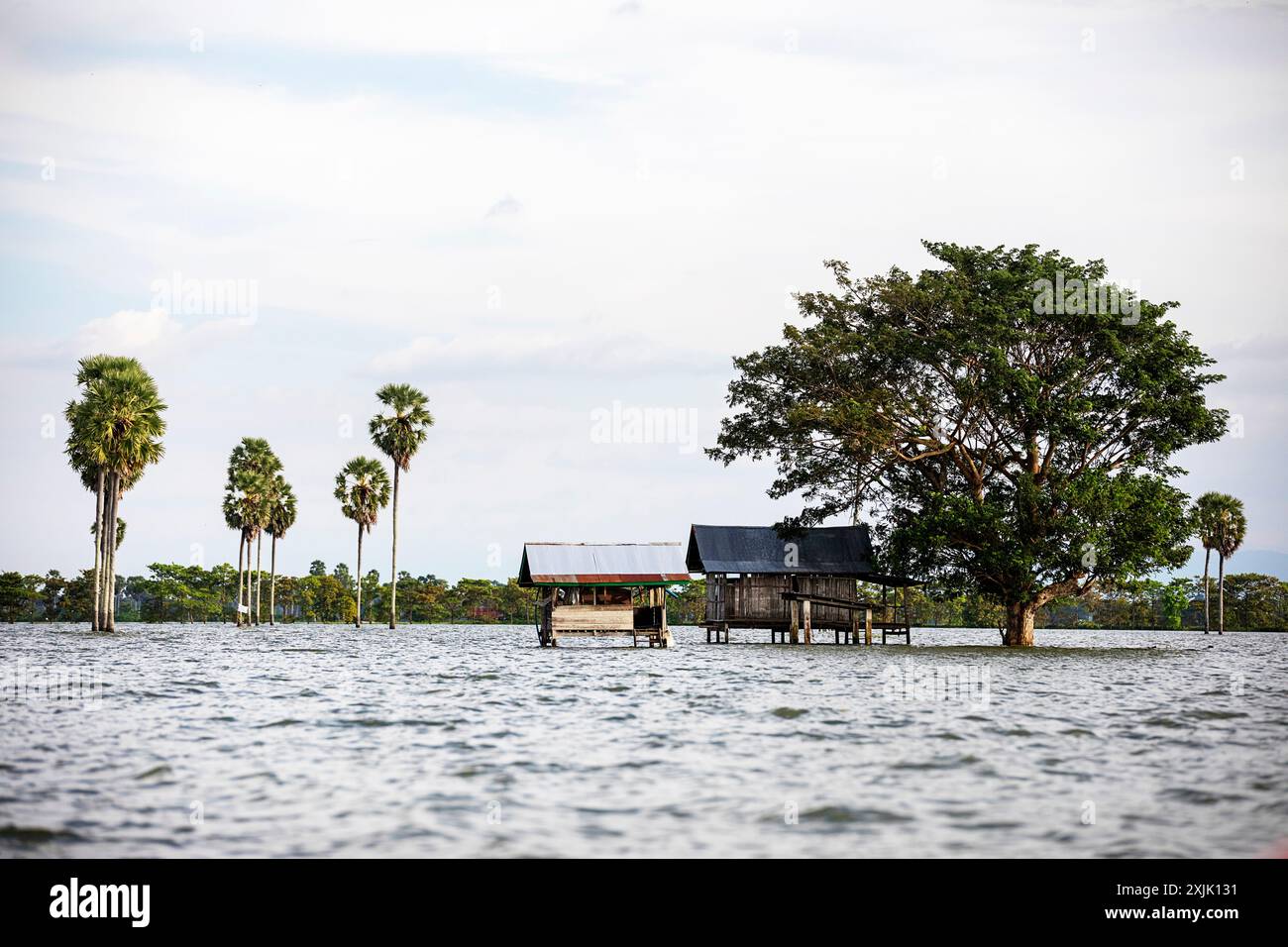 Bellissime scene giornaliere dal lago tempe sull'isola sulawesi in indonesia, campi di riso e alberi allagati dopo piogge vertiginose, palme nell'acqua Foto Stock