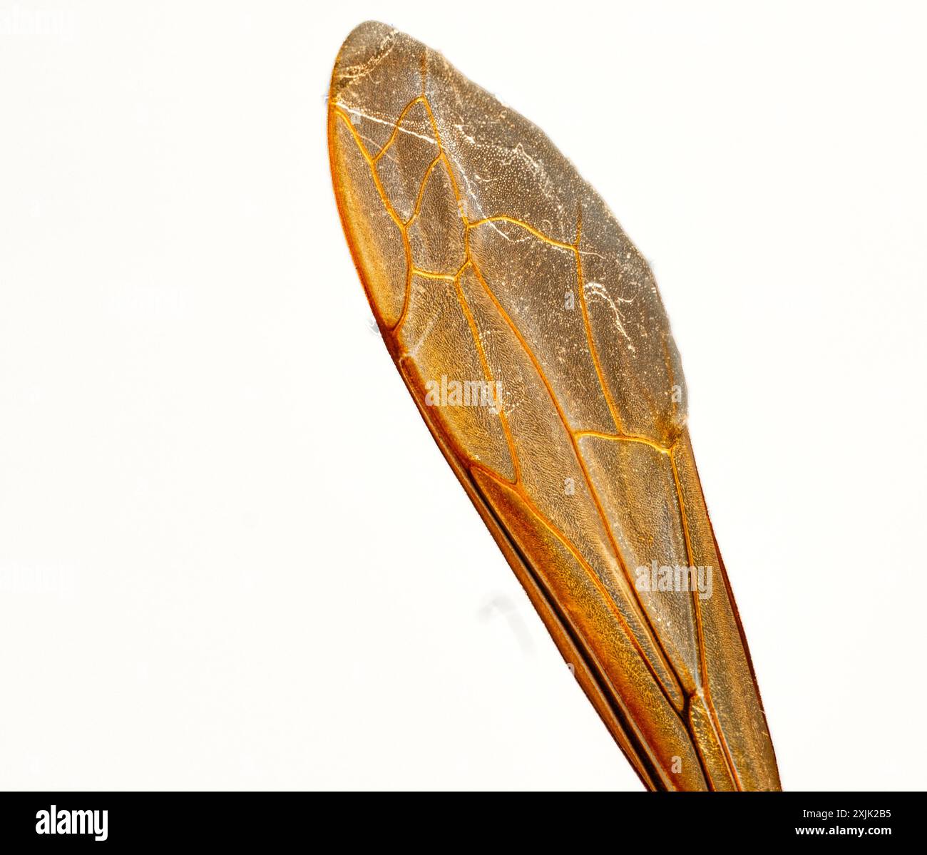 Ala degli insetti in uno straordinario primo piano. Intricati schemi di architettura naturale. Fragilità e delicatezza in un unico fotogramma. Foto su sfondo bianco. Foto Stock