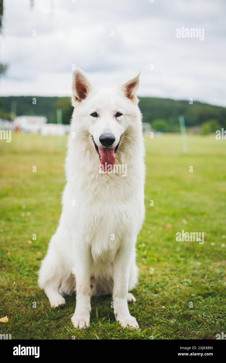 Berger Blanc Suisse (cane da pastore White Suiss) Foto Stock