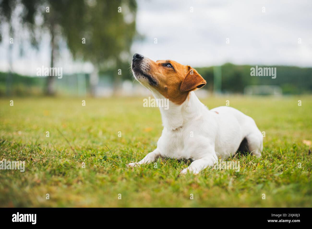 Jack Russell Terrier Foto Stock