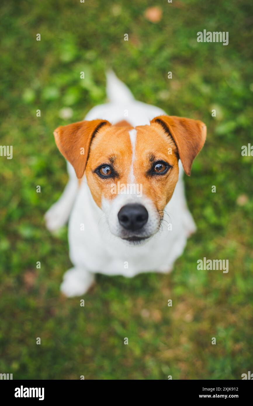 Jack Russell Terrier Foto Stock