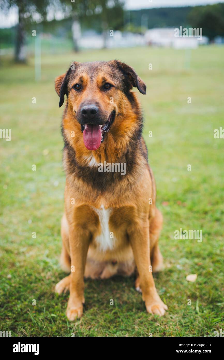 Bestiame Guardian Dog Mixed Breed Foto Stock