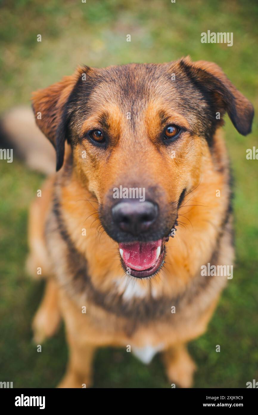 Bestiame Guardian Dog Mixed Breed Foto Stock