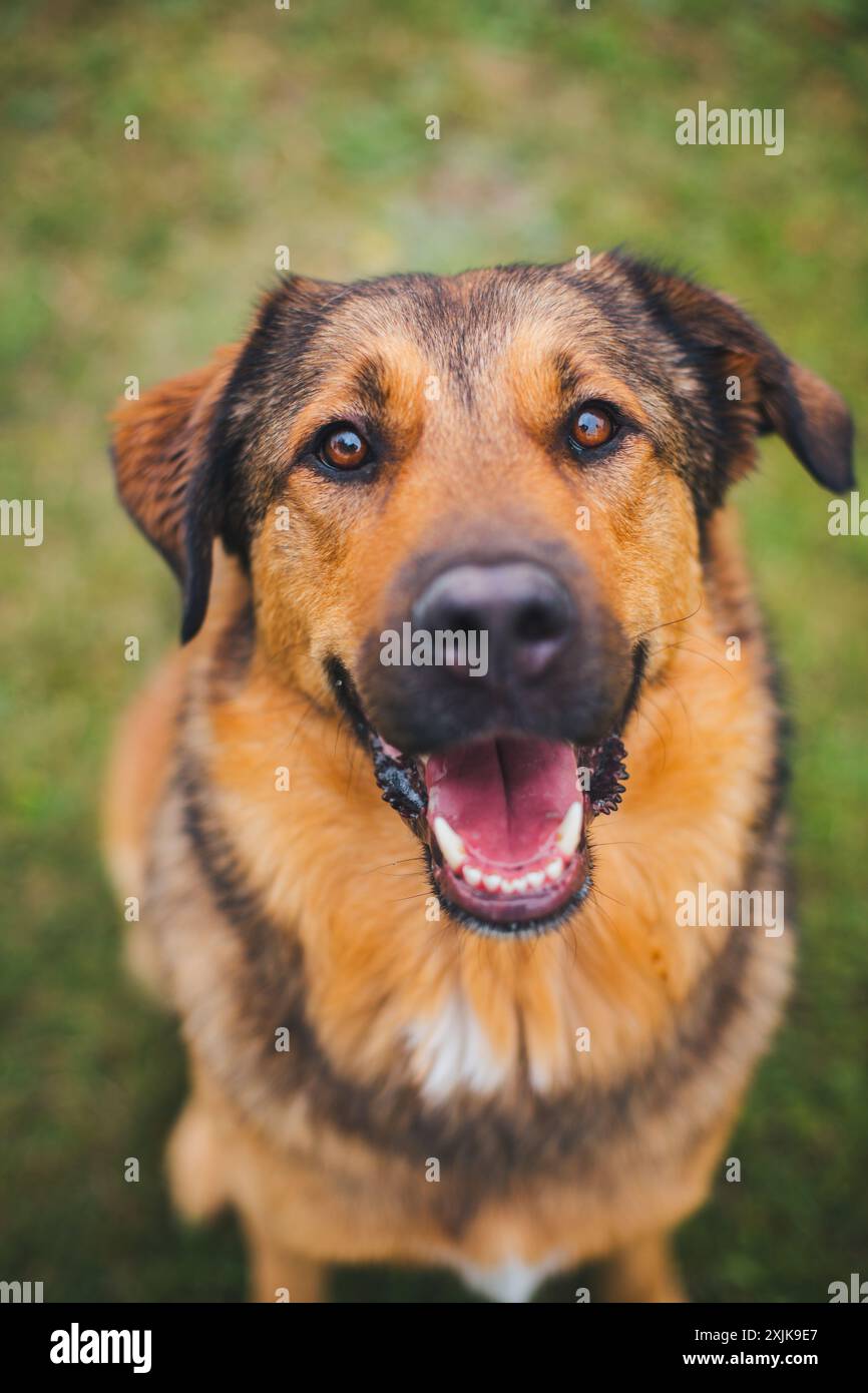 Bestiame Guardian Dog Mixed Breed Foto Stock