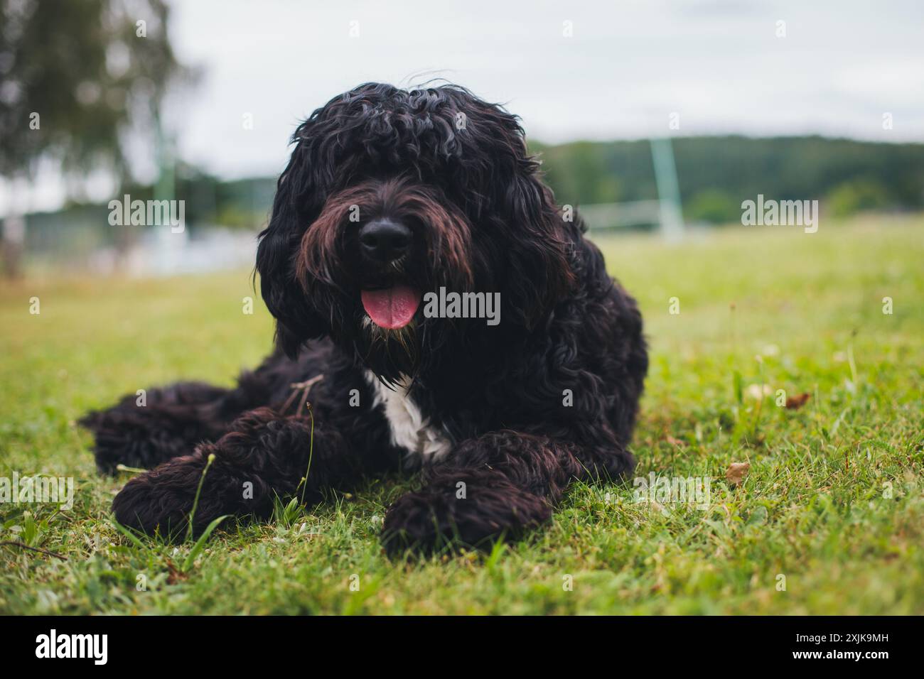 Cao de Aqua Portugues (cane acquatico portoghese) Foto Stock