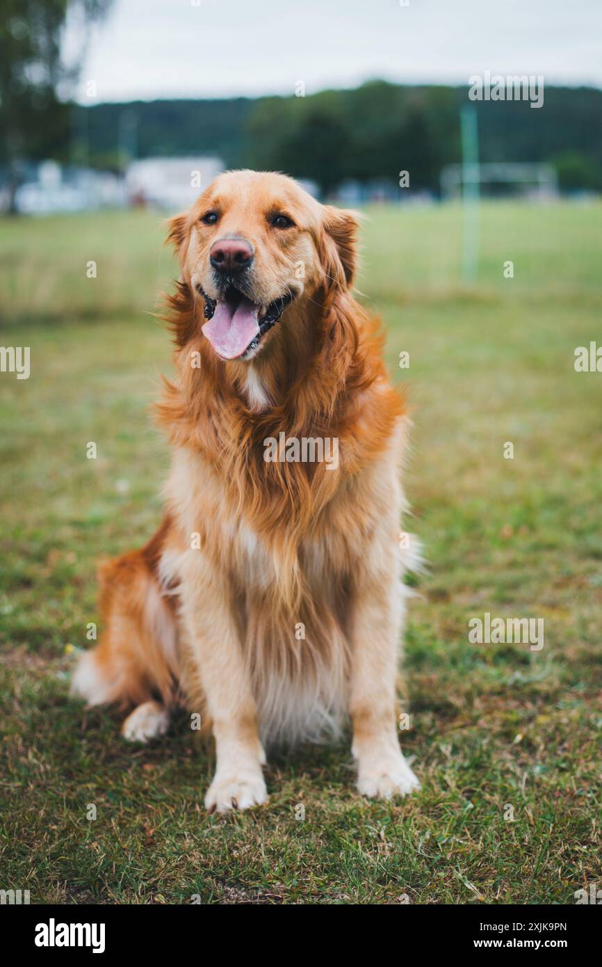 Il Golden Retriever Foto Stock