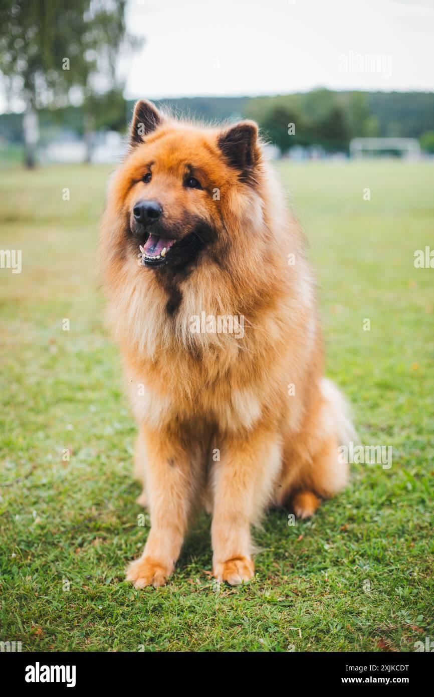 Eurasier Foto Stock
