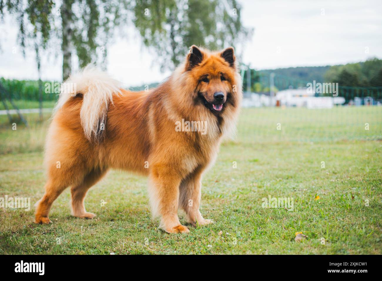 Eurasier Foto Stock