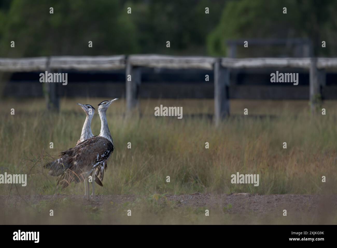 Un paio di bostarde australiane si stagliano in erba alta, sovrapponendosi splendidamente, affiancati, in direzioni opposte, mentre cercano qualsiasi minaccia. Foto Stock