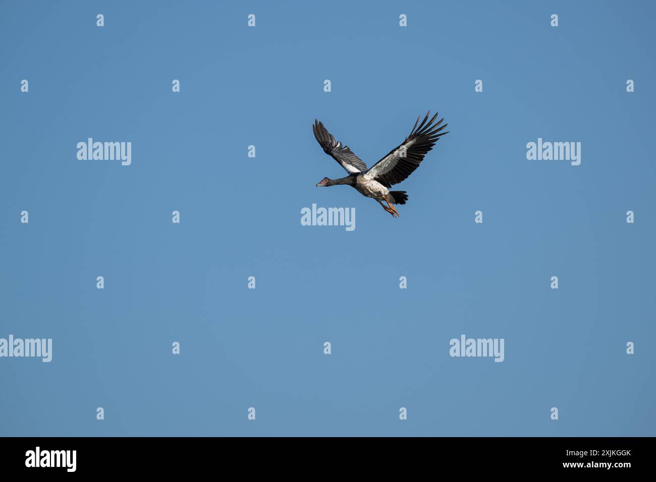 Una singola oche magpie scivola attraverso il cielo limpido e blu alla ricerca di un'area di atterraggio sulle paludi di San Lorenzo nel Queensland centrale. Foto Stock