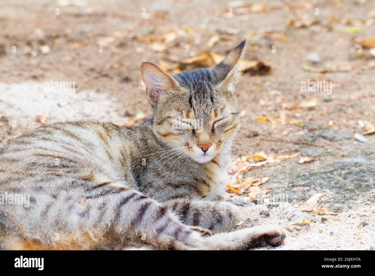 Un'immagine serena di un gatto a righe che riposa pacificamente sul terreno in un ambiente all'aperto, circondato da elementi naturali. Foto Stock