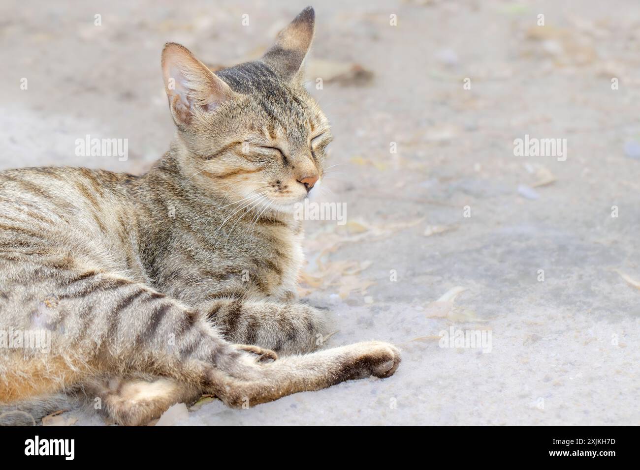 Un gatto tranquillo che si rilassa all'aperto in una giornata di sole, catturando un momento di pace e tranquillità. Foto Stock
