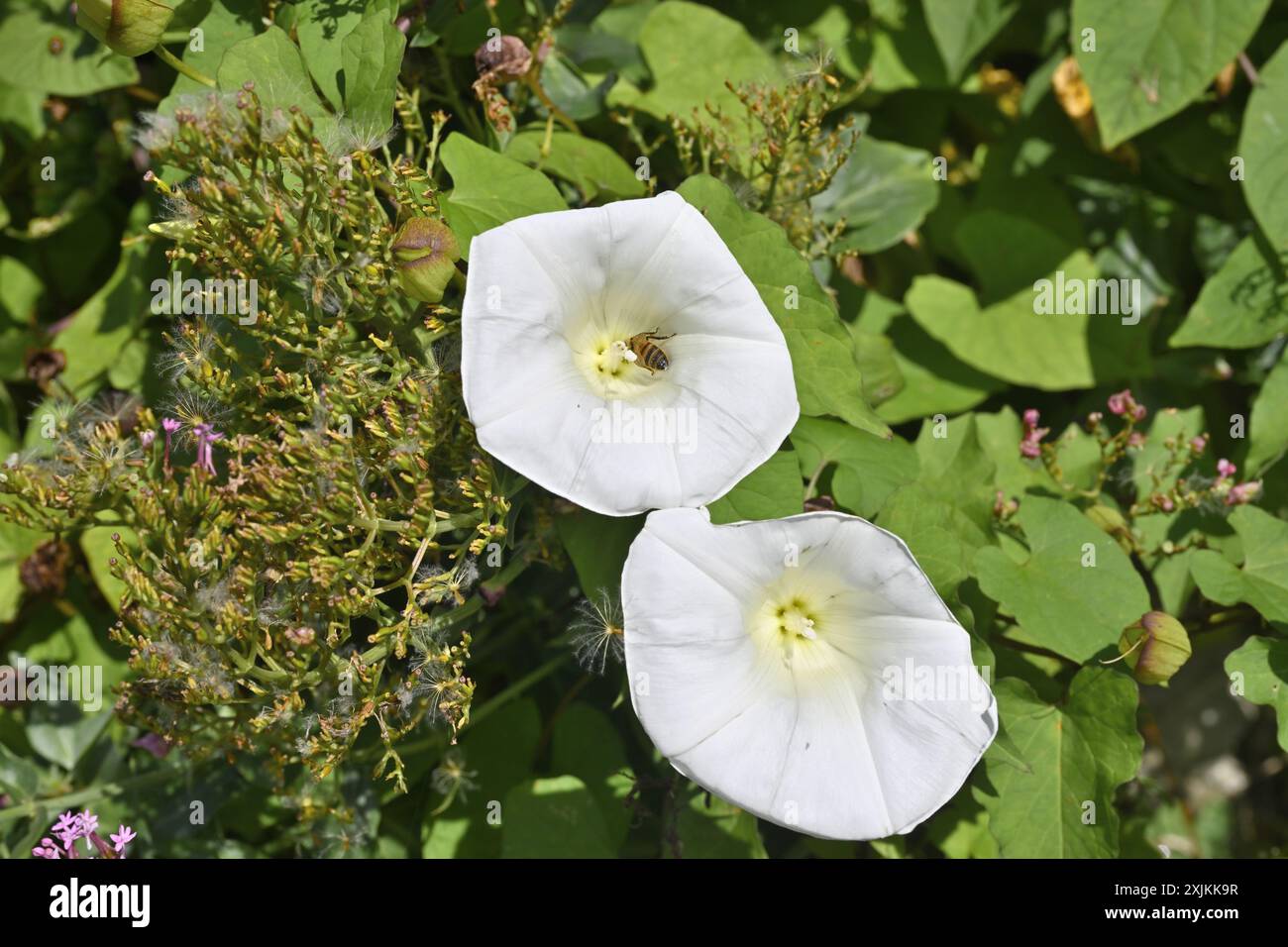 Fiori bianchi e foglie circostanti e teste di semi di alghe leganti (Calystegia silvatica) con impollinazione delle api Foto Stock
