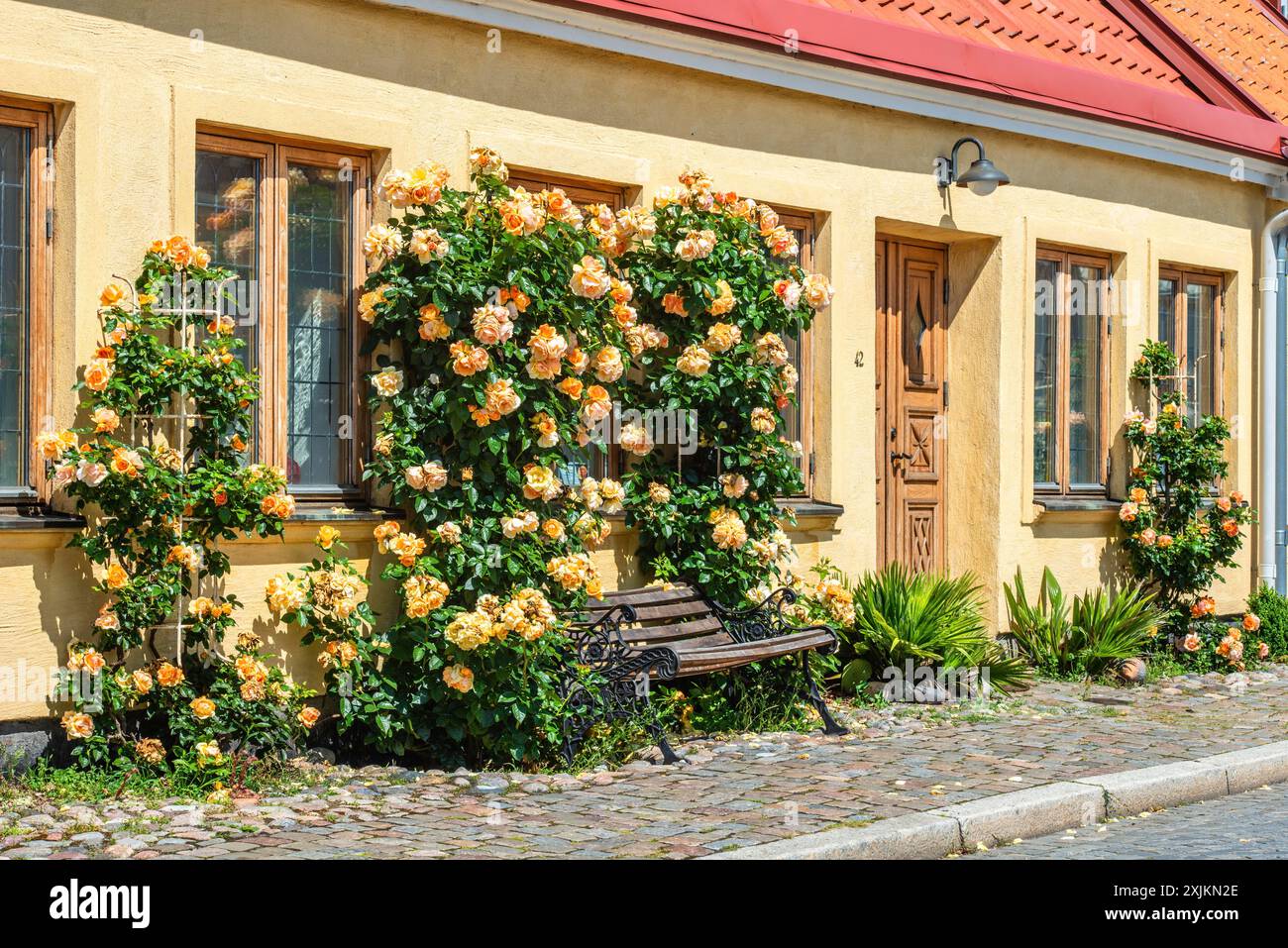 Rose gialle in una casa gialla in una piccola strada nell'idilliaco centro di Ystad, Scania, Svezia, Scania, Scandinavia Foto Stock
