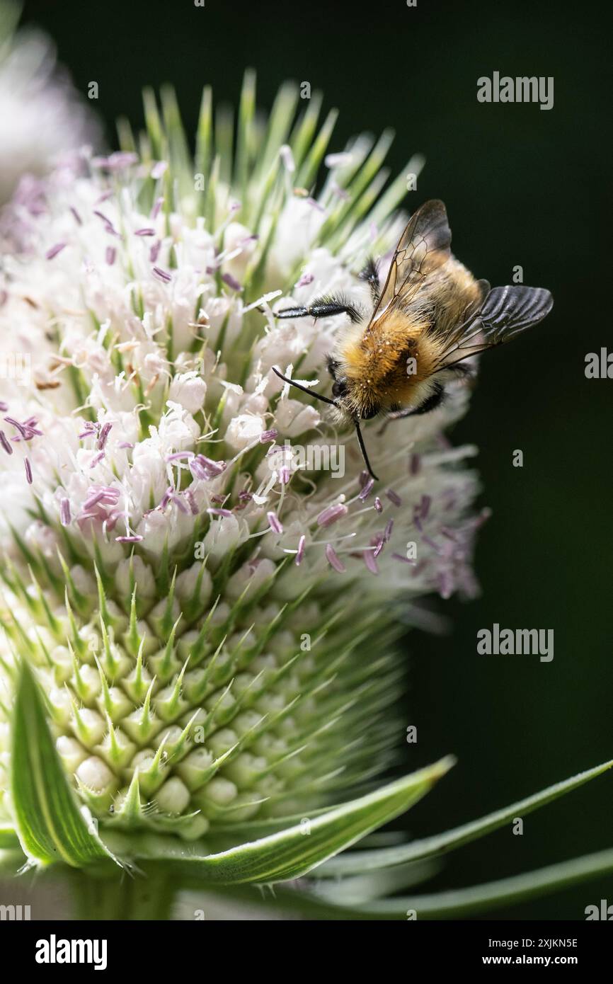 bumblebee precoce (Bombus pratorum) su teasel (Dipsacus sylvestris), Emsland, bassa Sassonia, Germania Foto Stock