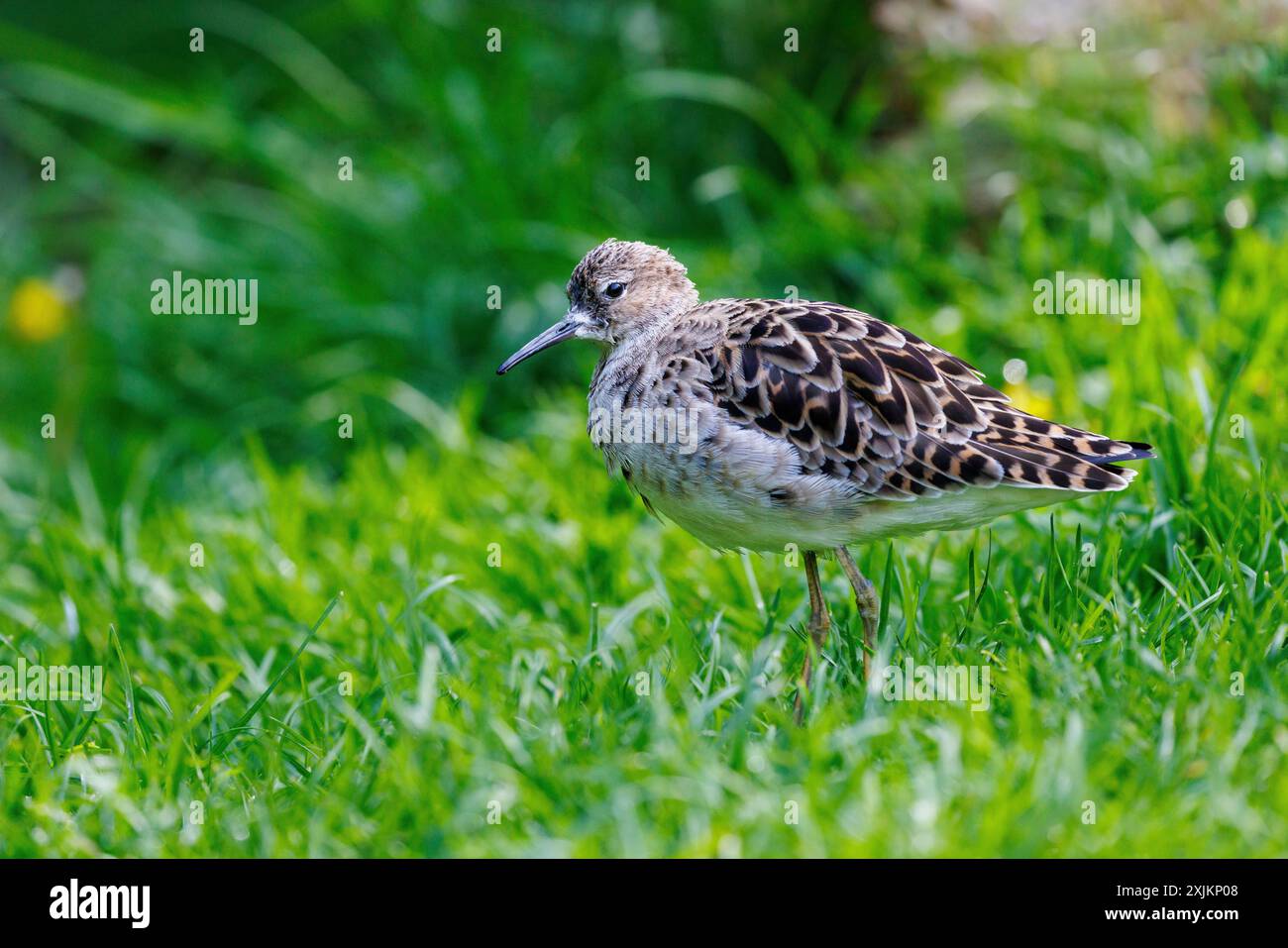 Ruff (Calidris pugnax), Germania Foto Stock
