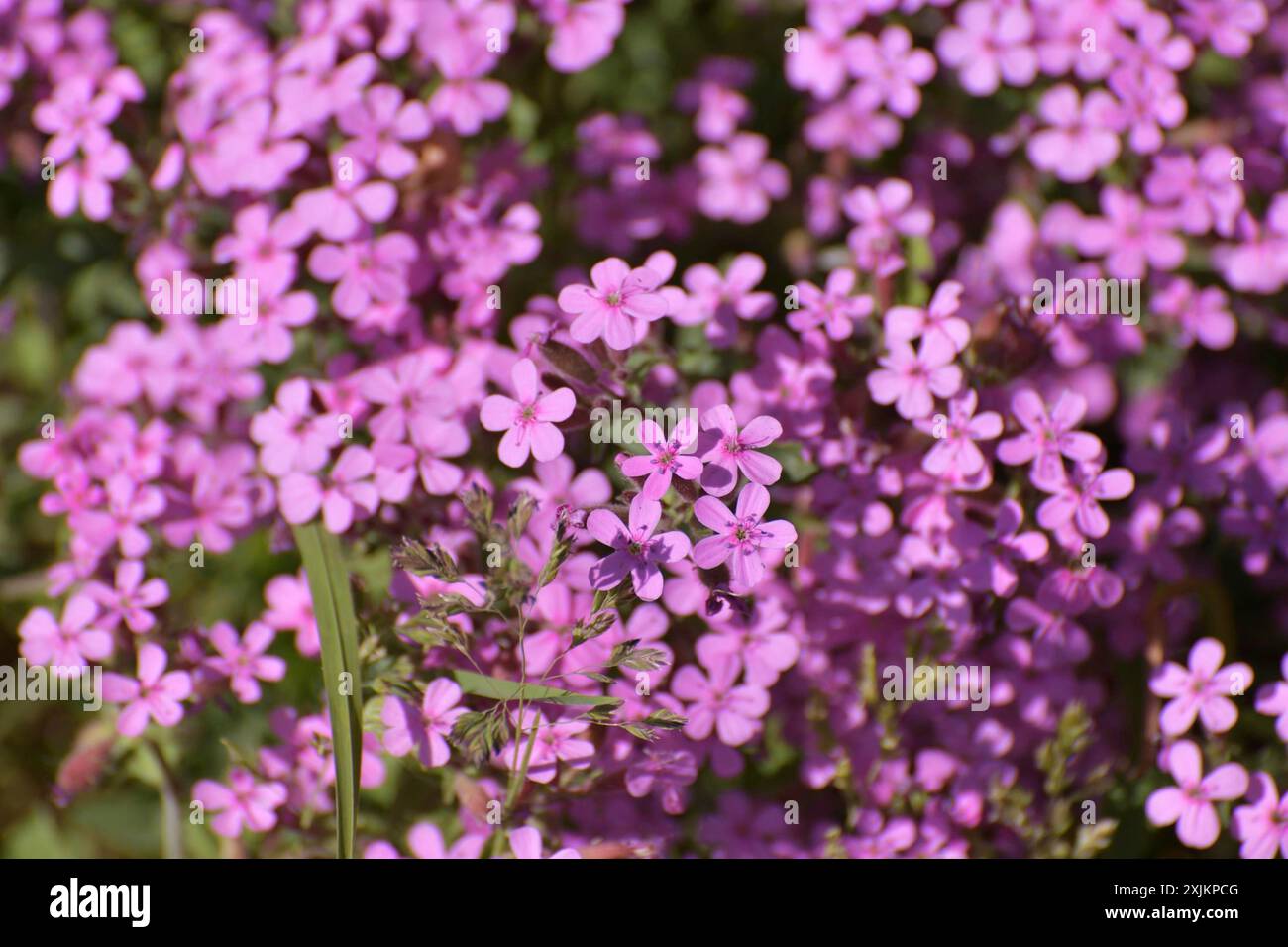 Saponaria ocymoides in piena fioritura rosa Foto Stock