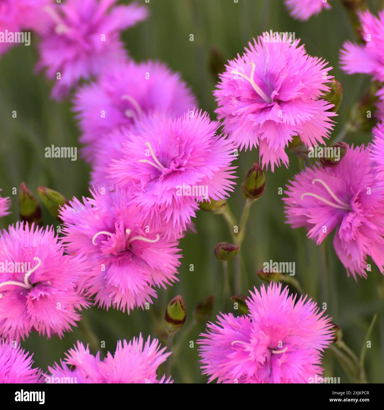 Bel fiore di garofano rosa cresce nel letto di fiori Foto Stock