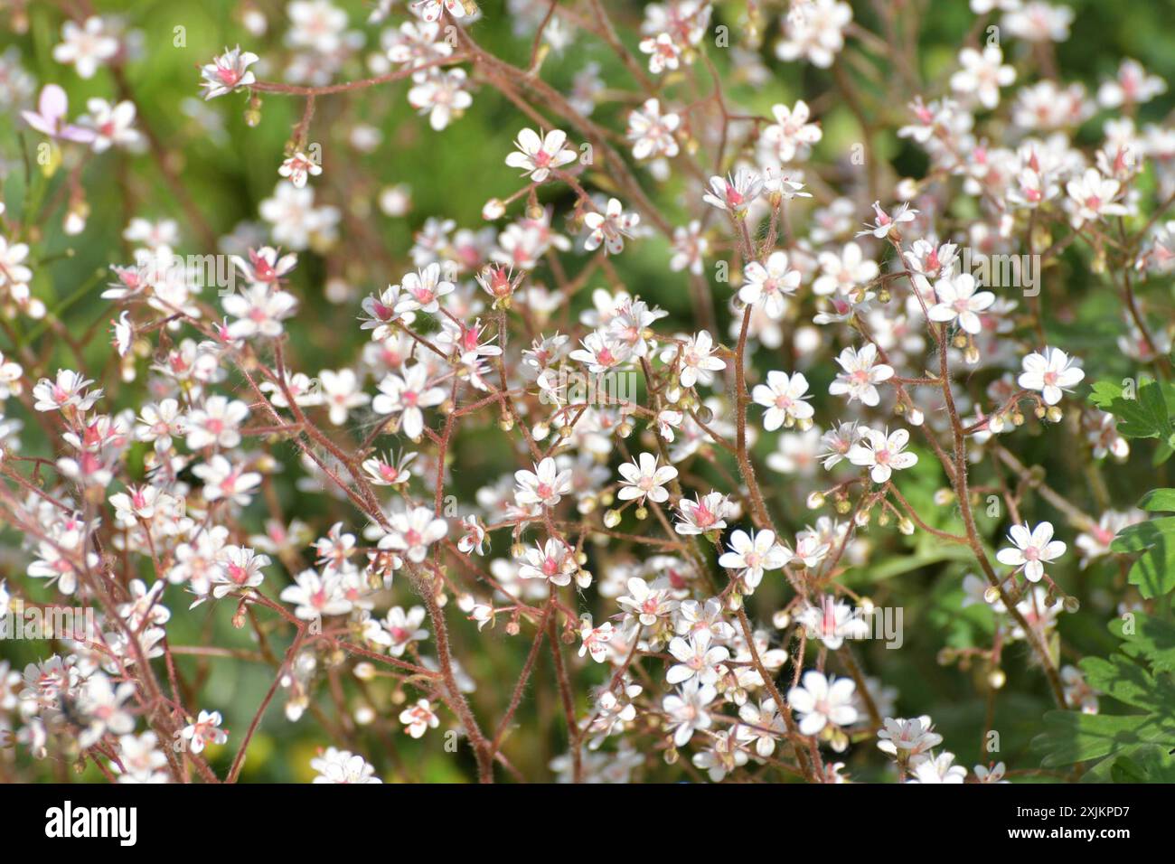 Saxifraga è una pianta erbacea ornamentale utilizzata per giardini paesaggistici Foto Stock