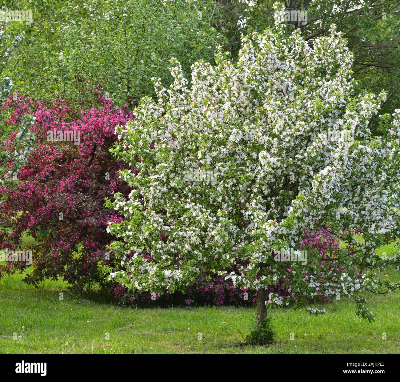 Bella frutteto fioritura in primavera Foto Stock