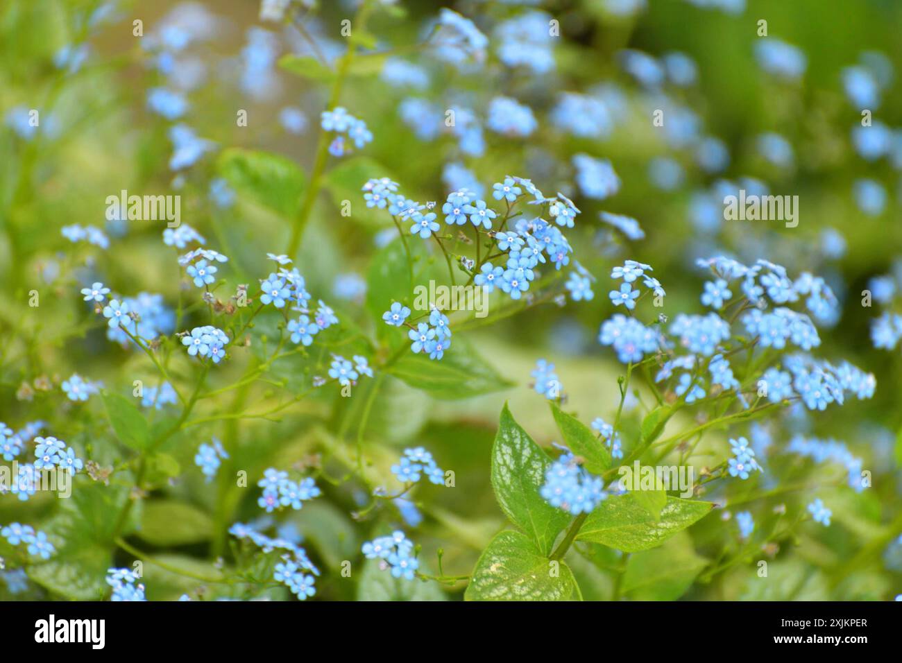 Brunnera macrophylla, fiore perenne per aiuole di fiori Foto Stock