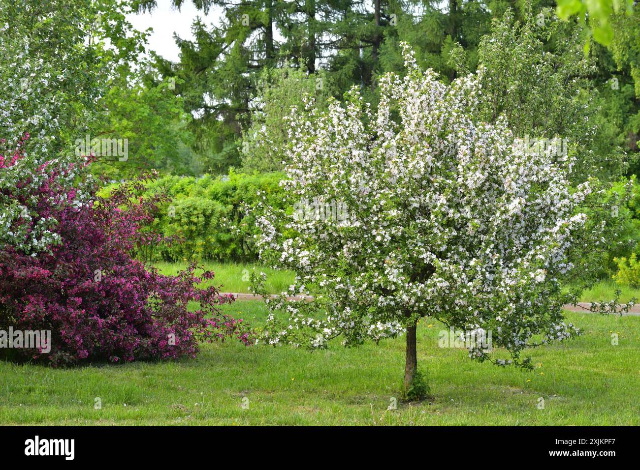 Bella frutteto fioritura in primavera Foto Stock