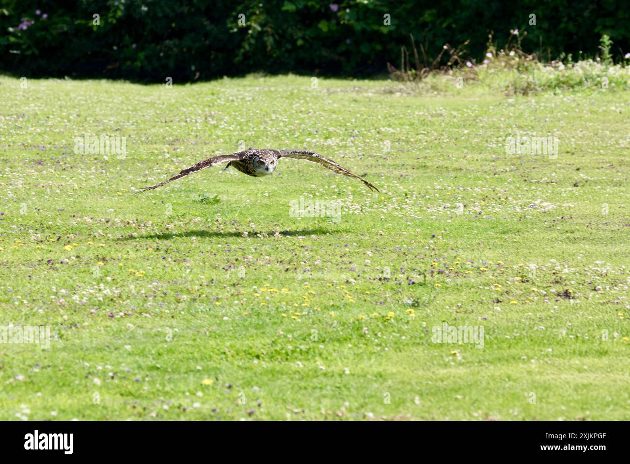 Il gufo dell'aquila eurasiatica (bubo bubo) allevato in cattività vola in basso su un campo nella campagna inglese. Foto Stock