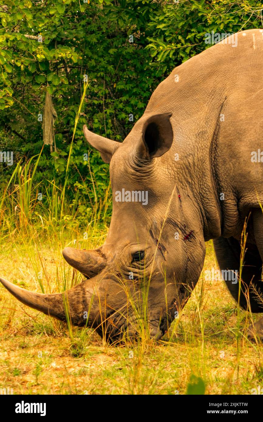 Un ritratto di un rinoceronte bianco del Sud che pascolava in natura al Ziwa Rhino Sanctuary in Uganda Foto Stock