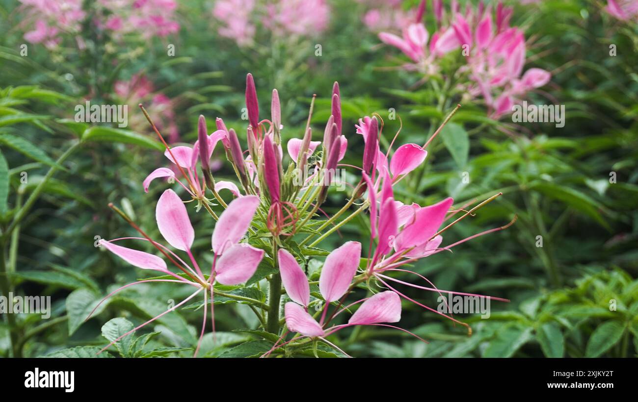 Fiore di ragno rosa o Cleome hassleriana nel villaggio di penglipuran , bangli , Bali Foto Stock