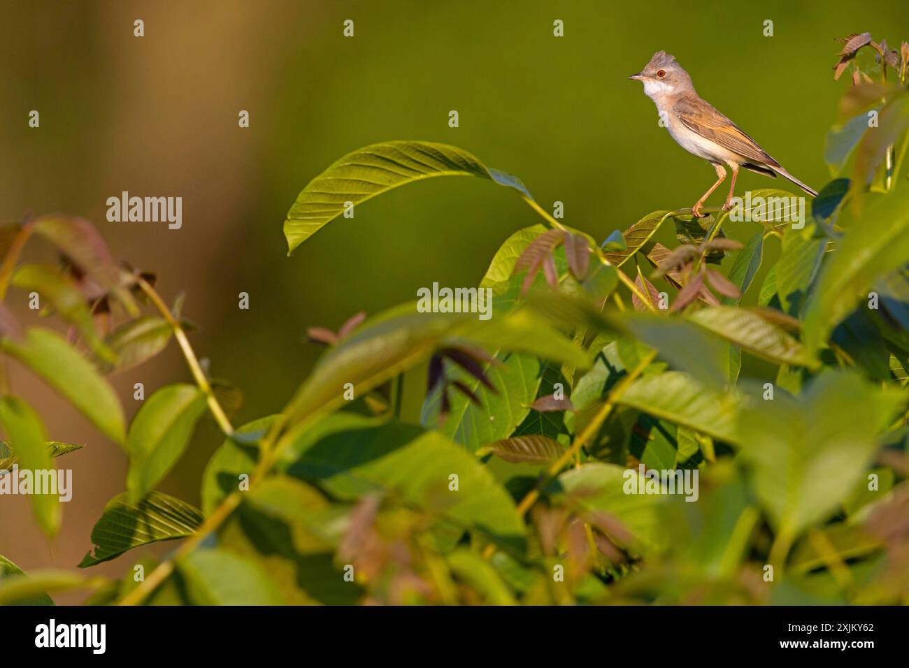 Gola bianca comune (Sylvia communis), Fauvette grisette, Curruca Zarcera, Songbird, Shrub Wren, Hockenheim, Baden-Wuerttemberg, Germania Foto Stock