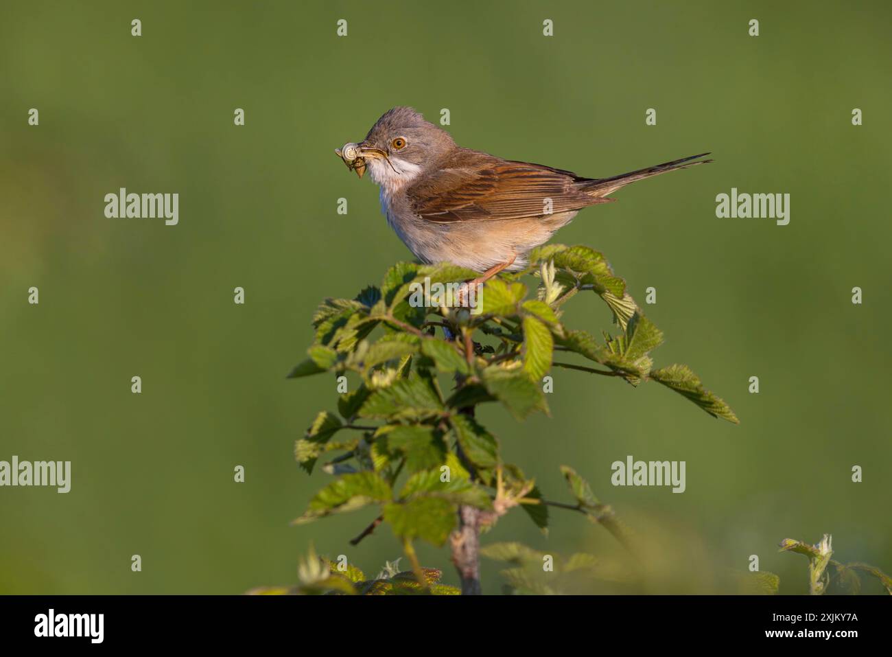 Gola bianca comune (Sylvia communis), Fauvette grisette, Curruca Zarcera, Songbird, Shrub Wren, Hockenheim, Baden-Wuerttemberg, Germania Foto Stock