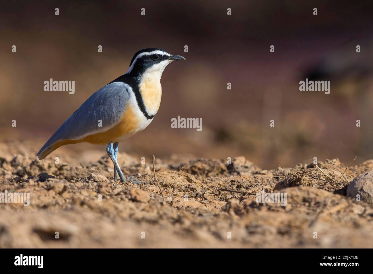 Uccello coccodrillo (Pluvianus aegytpticus), uccello coccodrillo, Plover egiziano, Pluvian fluviatile, pluviale, zona di Njau, Njau, North Bank, Gambia Foto Stock