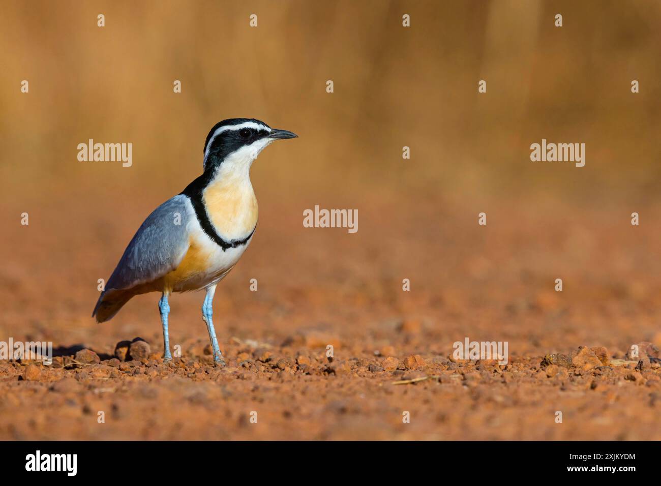 Uccello coccodrillo (Pluvianus aegytpticus), uccello coccodrillo, Plover egiziano, Pluvian fluviatile, pluviale, zona di Njau, Njau, North Bank, Gambia Foto Stock