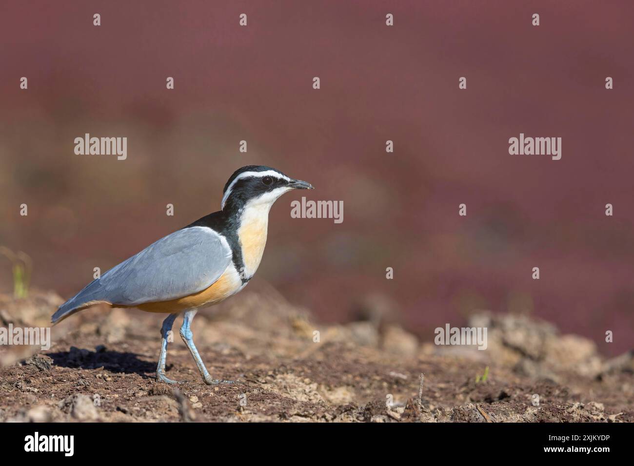 Uccello coccodrillo (Pluvianus aegytpticus), uccello coccodrillo, Plover egiziano, Pluvian fluviatile, pluviale, zona di Njau, Njau, North Bank, Gambia Foto Stock